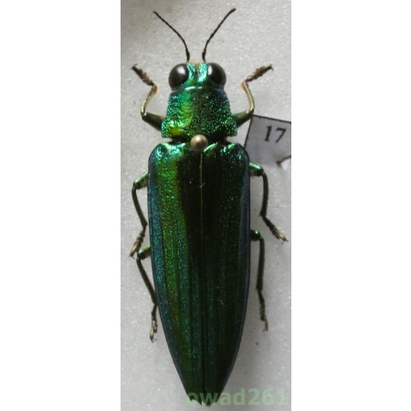Chrysochroa vittata (Fabricius, 1775) Thailand 36mm17